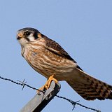 11sb4477 American Kestrel